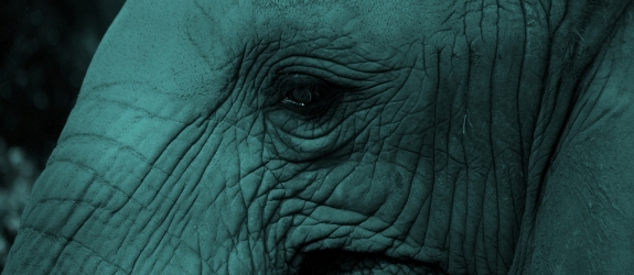 Oude olifant.jpg